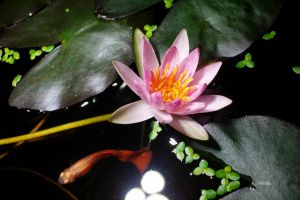 家里養(yǎng)碗蓮，魚在花下游，簡直美翻了