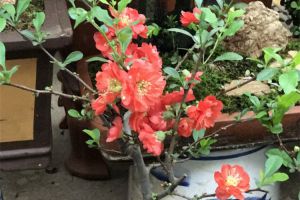 谷雨前后，種花種豆，怎么折騰都能活