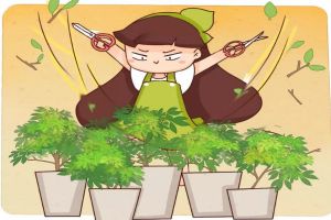春天給花剪個(gè)小平頭，花越長越旺，猛長葉爆開花！