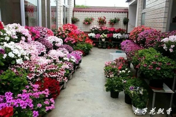 把天竺葵種到底，你也是養(yǎng)花高手
