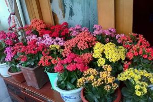 把長(zhǎng)壽花種到底，你也是養(yǎng)花高手