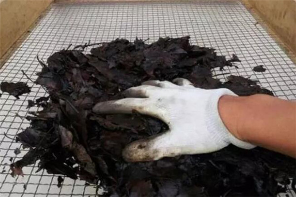 茉莉梔子養(yǎng)不好，肯定土不對！2步自制酸性土，用了花猛開！