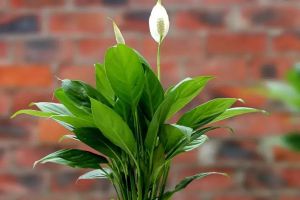 這幾種花，泡在水里就能活，再也不怕養(yǎng)死了