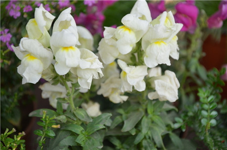 金魚草開(kāi)花