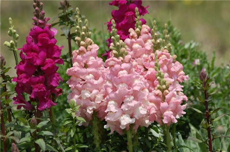 金魚草開(kāi)花欣賞