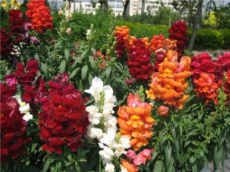 金魚草開(kāi)花欣賞