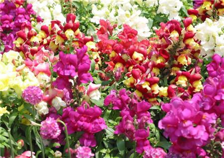 金魚草開(kāi)花欣賞