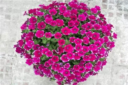 飽滿(mǎn)圓潤(rùn)的花