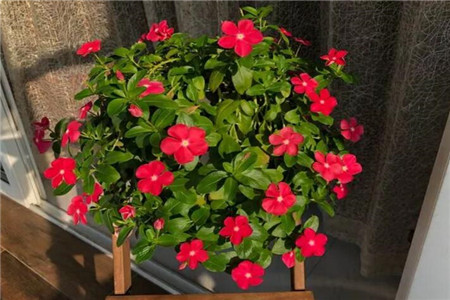 長(zhǎng)春花