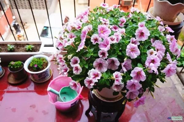 這些花養(yǎng)1種，就能讓人羨慕一輩子