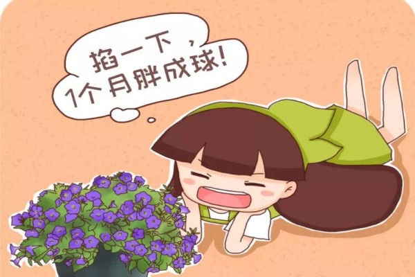 天竺葵矮牽?！?下，1個(gè)月胖成球！