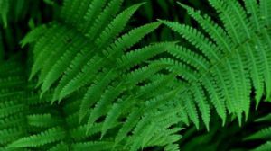 蕨類(lèi)植物的養(yǎng)殖方法