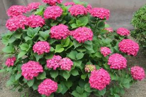 這10種花，沒有太陽也能花開不斷，好看不費事