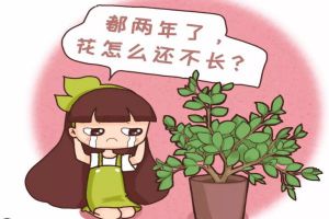 多肉君子蘭…長太慢？隨手撒點它，立馬瘋長爆盆！