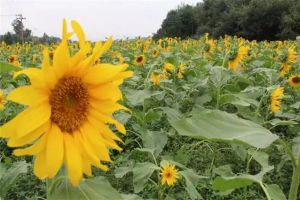 春天種1棵向日葵，花比臉盆還大，竟然收獲10斤瓜子！