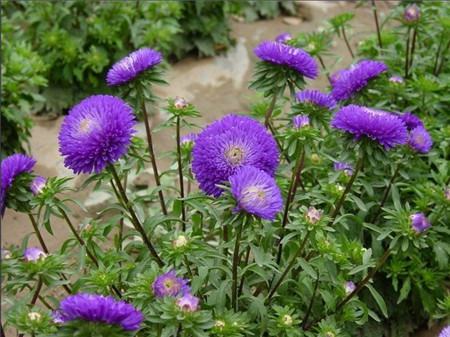翠菊什么時(shí)候開花