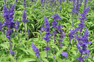 藍(lán)花鼠尾草什么時(shí)候開花