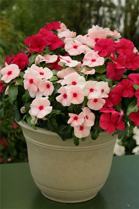 長(zhǎng)春花開花