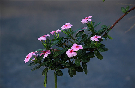 長(zhǎng)春花開花欣賞