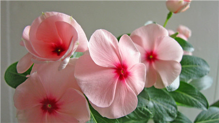 長(zhǎng)春花開花欣賞