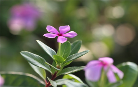 長(zhǎng)春花開花欣賞