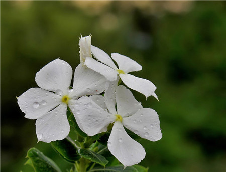 長(zhǎng)春花開花欣賞