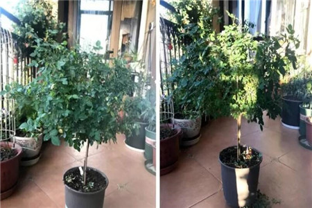 月季修剪前后的對(duì)比