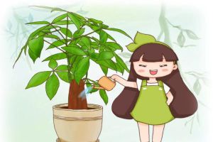 這30種花，春天這么澆水，連綠蘿都死翹翹了！