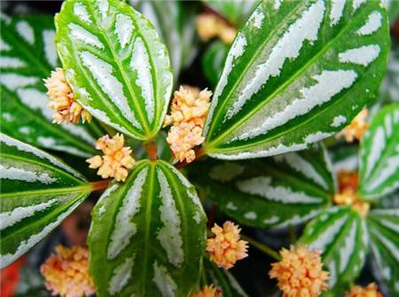 冷水花開(kāi)花圖片