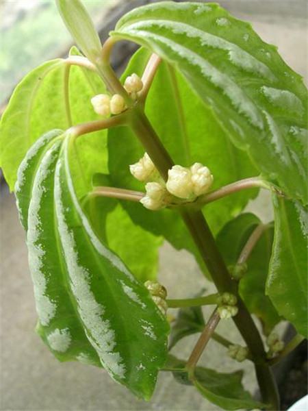 冷水花開(kāi)花圖片