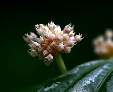 冷水花開(kāi)花圖片