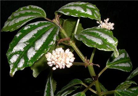 冷水花開(kāi)花圖片