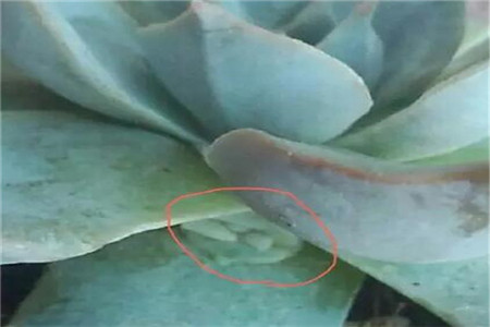 花箭，花瓣不分明