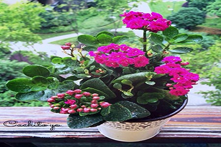 長(zhǎng)壽花