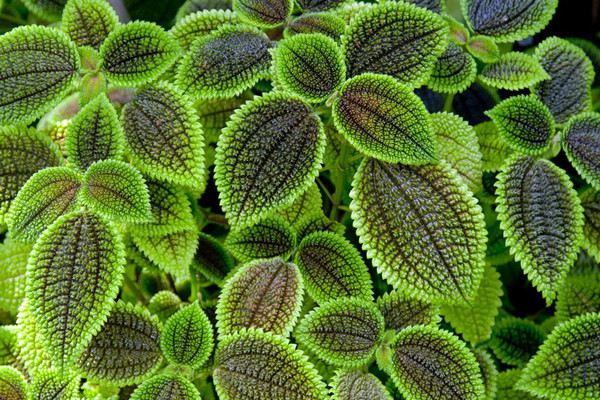 冷水花什么時(shí)候開(kāi)花