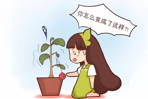 春天不注意這幾點(diǎn)，別讓你的花越過(guò)了寒冬卻死在了春天