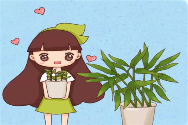 發(fā)芽的姜塊別扔，比富貴竹好養(yǎng)，又高又綠還能吃！