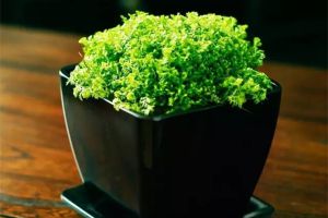 家里光照不好就種這16種花，不用管長得蹭蹭的