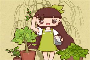 綠蘿梔子…總發(fā)黃？神仙水里泡一下，葉子油亮瘋狂開花！