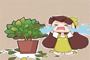 梔子黃葉掉花苞？這么養(yǎng)，綠得流油，立馬開爆盆！