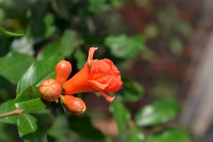 石榴花什么時(shí)候開花