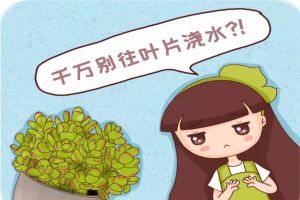 這5種多肉，千萬別往葉片噴水，否則噴一盆爛一盆！