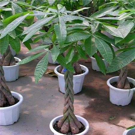 光桿的發(fā)財(cái)樹(shù)還可以再次發(fā)芽嗎