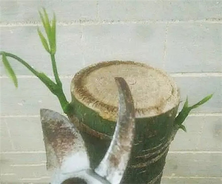 光桿發(fā)財(cái)樹(shù)的發(fā)芽過(guò)程