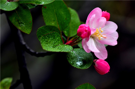 西府海棠開花圖片欣賞