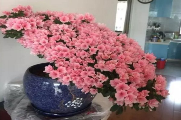 100年的杜鵑開花千朵，15年的三角梅8層樓高，咋養(yǎng)的？