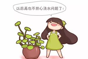 這些花扔水里都能活，澆再多也沒事兒