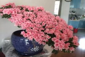 100年的杜鵑開花千朵，15年的三角梅8層樓高，咋養(yǎng)的？