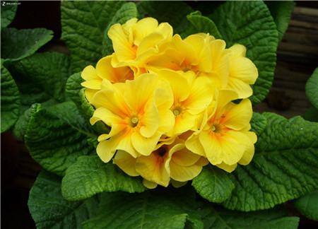 報春花開花圖片欣賞