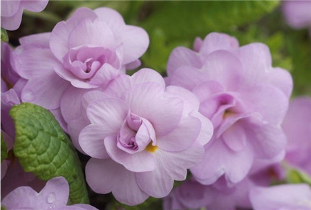 報春花開花圖片欣賞